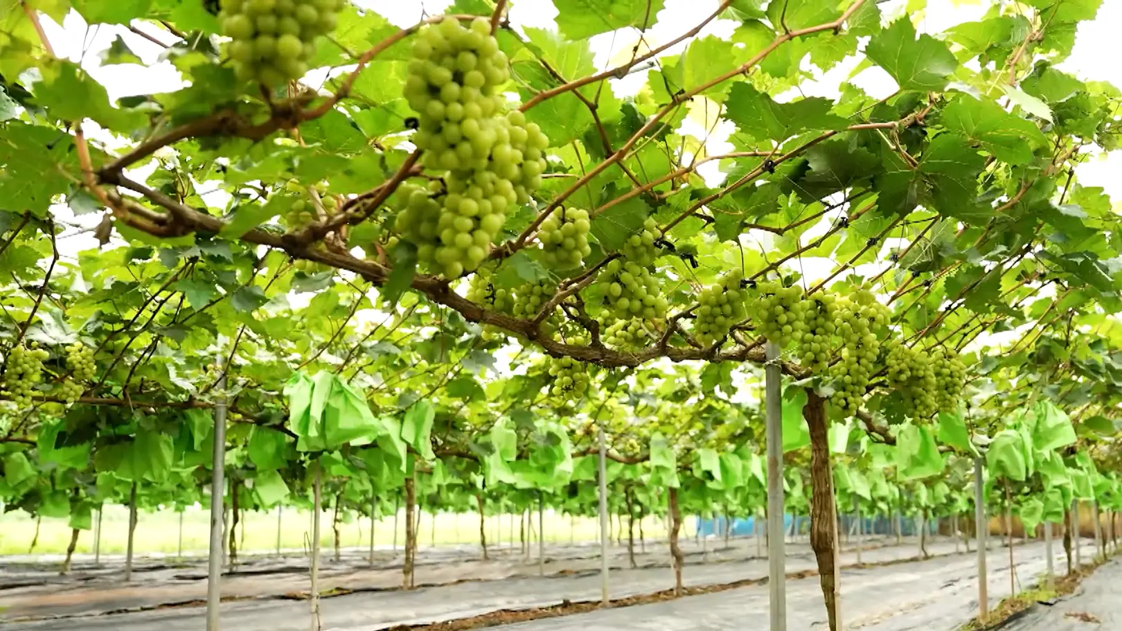 Vườn nho - Trải nghiệm ngọt lành | Hà Nội đến để yêu | 17/08/2025